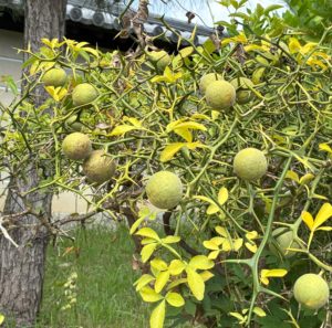 カラタチ - 庭木図鑑 植木ペディア