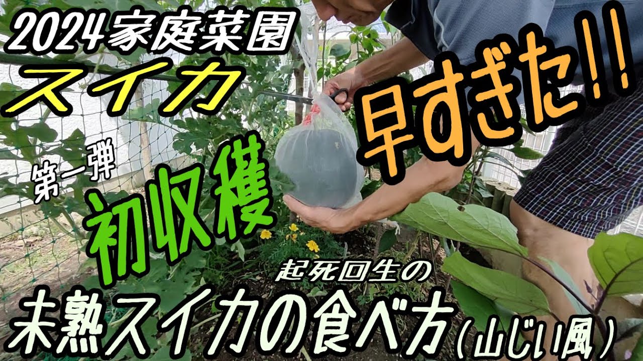 甘くないスイカの美味しい食べ方・救済方法～スイカシャーベットがおすすめ！～ - 生かし屋さん