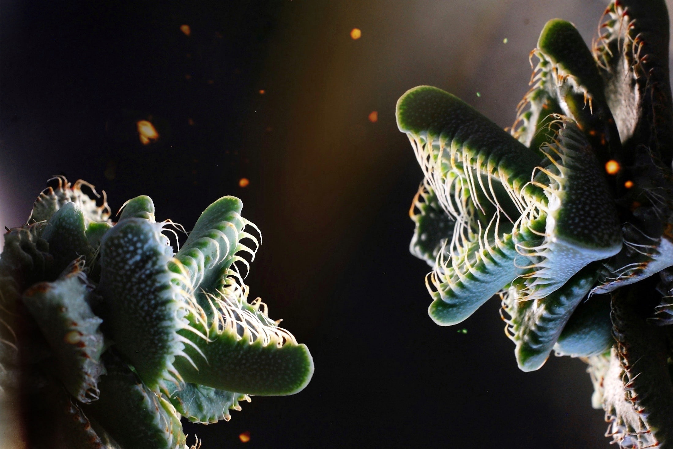 花 キャッツテール アカリファ の育て方・摘芯 - YouTube