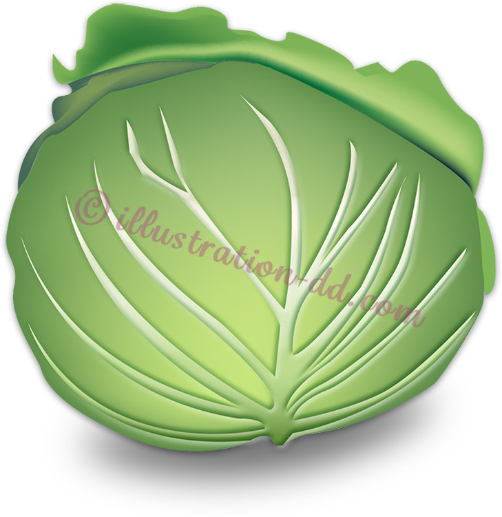 42,700点を超えるキャベツのイラスト素材、ロイヤリティフリーのベクター素材グラフィックスとクリップアート - iStockトマト, 野菜,レタス