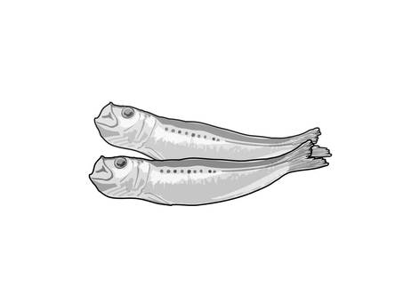 いわし イラスト素材4038551- フォトライブラリ
