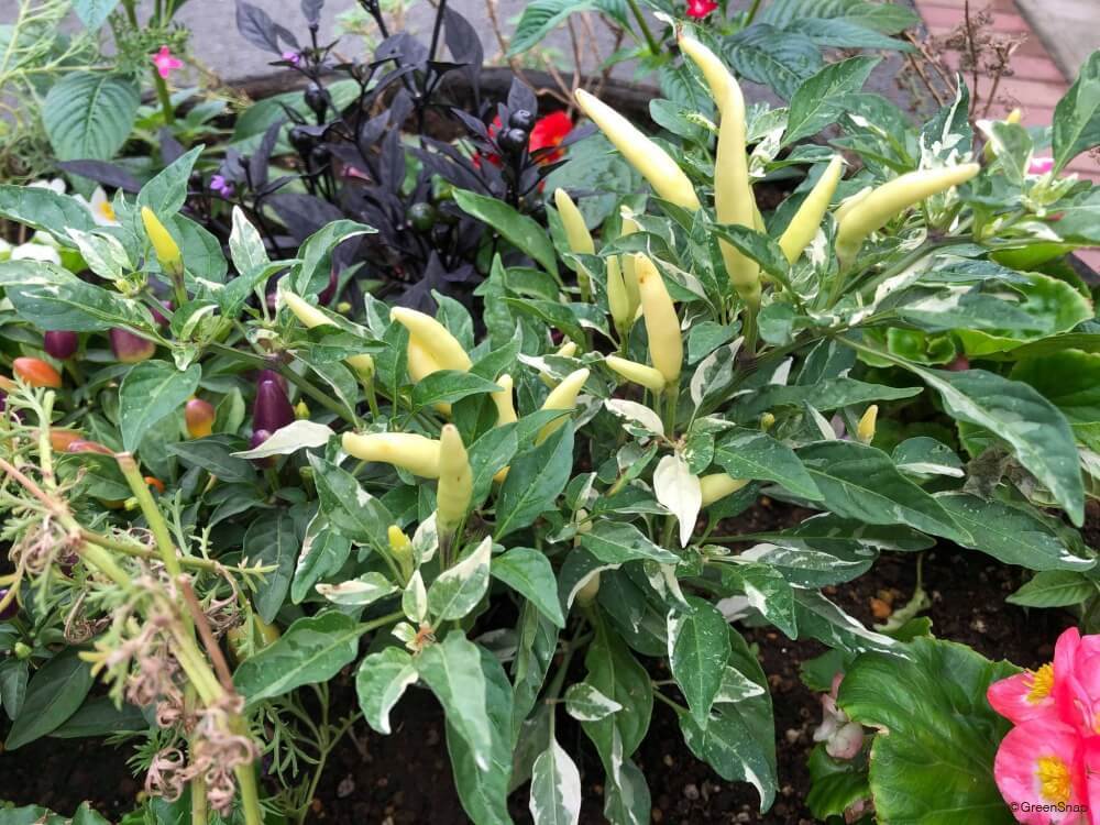 家庭菜園だからやってほしい天日干しはもうしない！唐辛子収穫適期の見極め方と最適な保存の仕方 だれでも簡単に唐辛子を乾燥させることができます