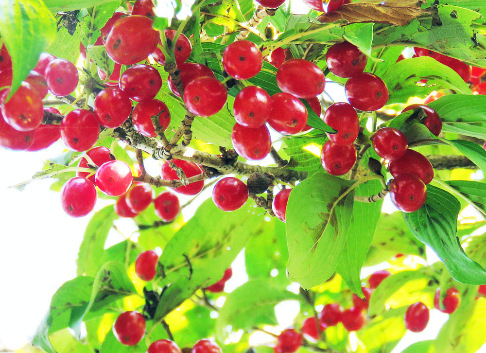 赤い実を食べた・スグリ : はれ、のちくもり