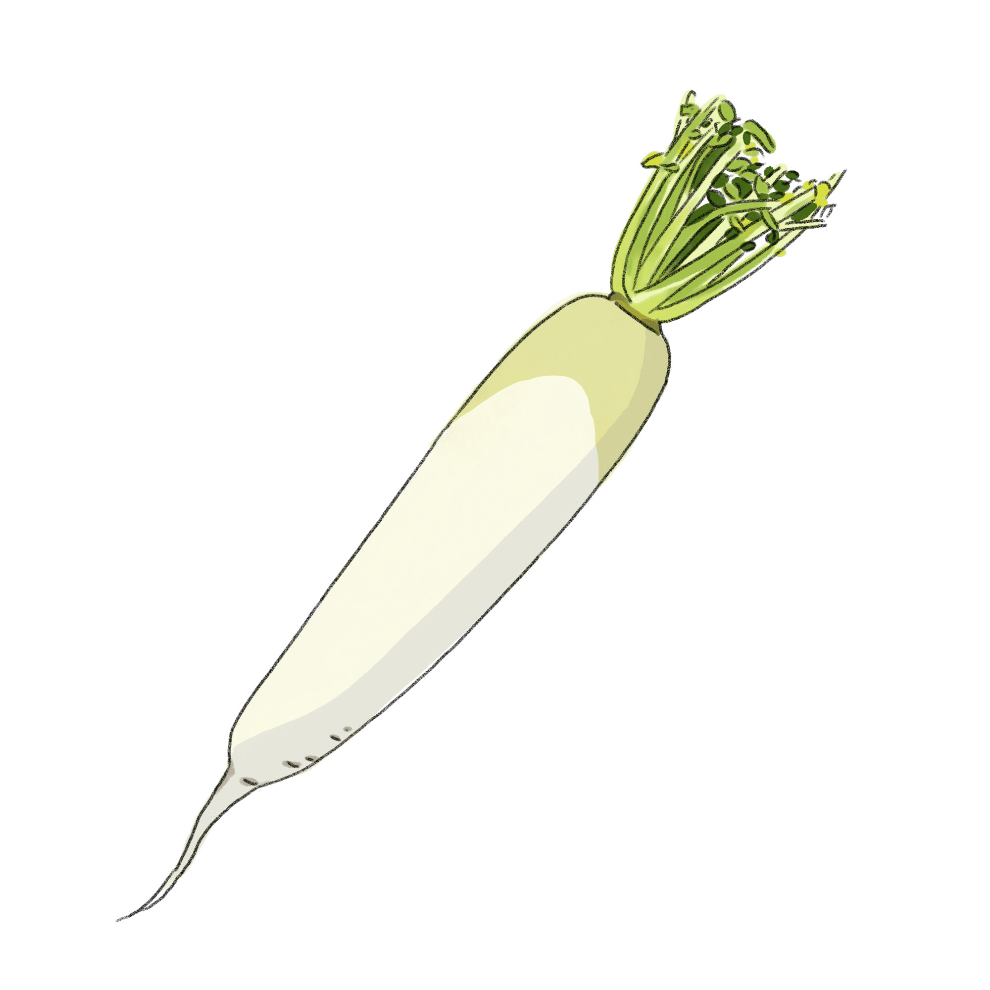 大根 C010 AIイラストショップくま商用利用OKのかわいいイラストのフリー素材がたくさん