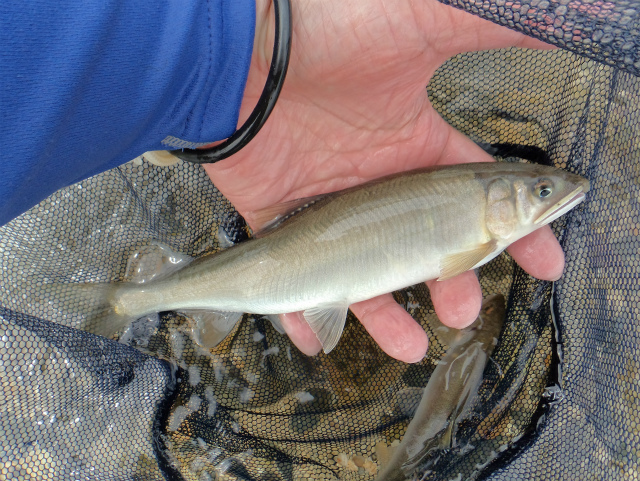 9. 鮎のしめ方 釣り上げた鮎の締め方と保存法AYUKEBARI.COM黒髪太郎の鮎毛鉤釣り