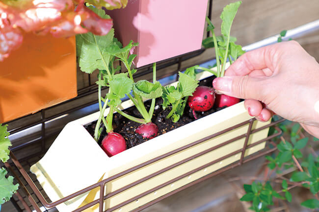 ハツカダイコン ラディッシュ の育て方！プランターや牛乳パックでの栽培方法は？ - For your LIFE