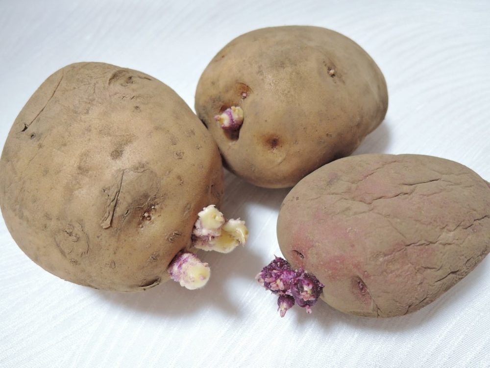 緑色になったら要注意！ 気をつけたい、新じゃがいも保存法 - ウェザーニュース