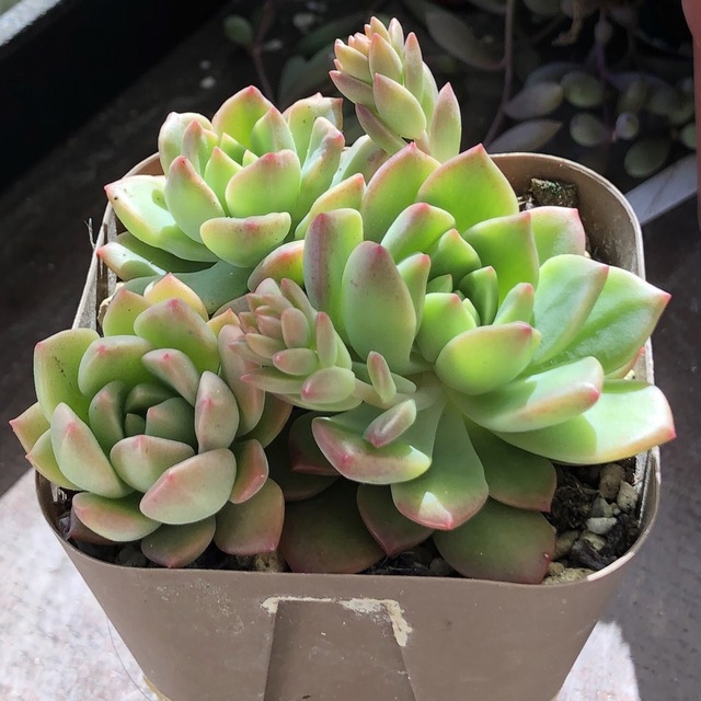 641現物 多肉植物 マッコス錦るる農園~多肉植物専門