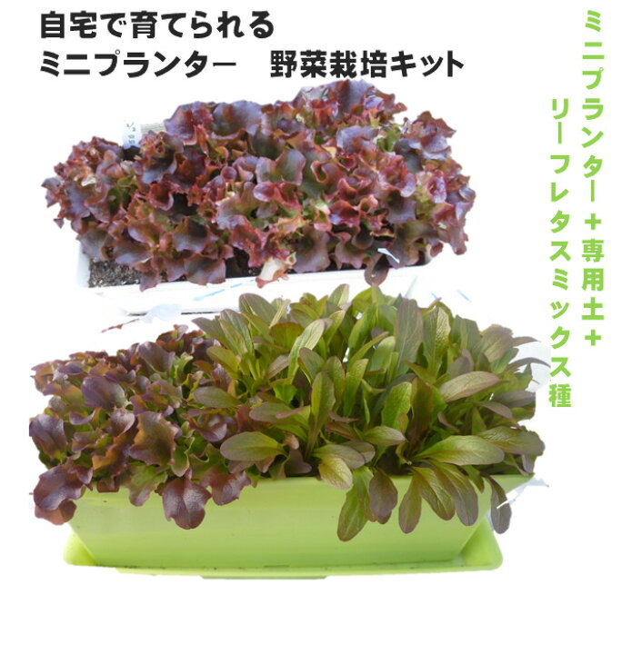 ベビーリーフ プランター編 - 園芸特集 - 株式会社 東 商
