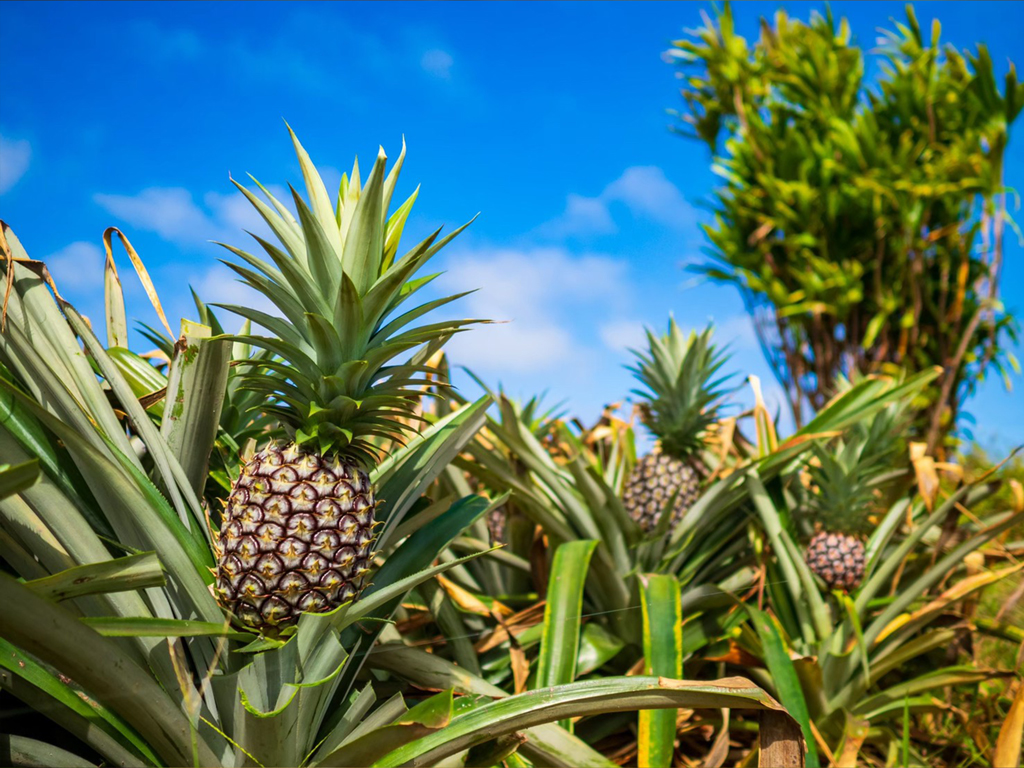 沖縄パインアップルについて青果の道40年の男が詳しく語ります旬の果物野菜について青果のプロが徹底解説 オージーフーズ青果部ブログ