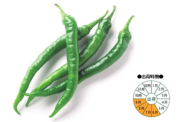 甘長唐辛子のレシピ おすすめの30選を紹介クラシル