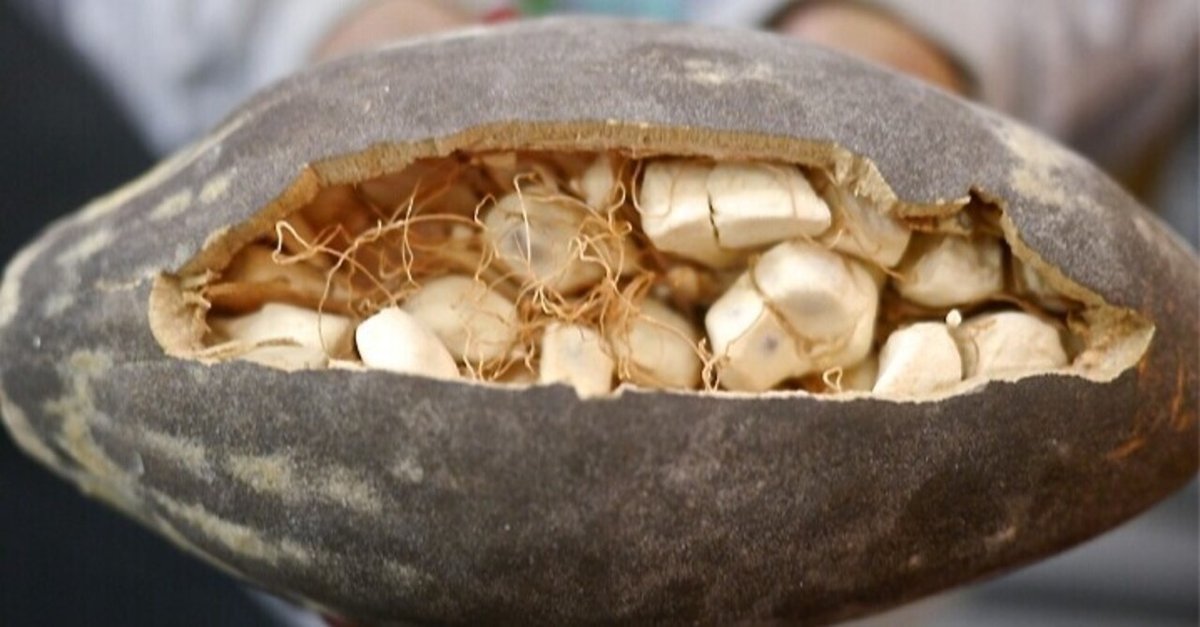 バオバブの実を食べてみました。『星の王子さま』にも出てくる木の実フランス＋＋