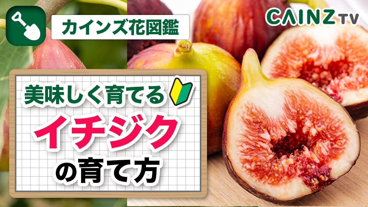 いちじくの木 イチジク いちじく・無花果 の育て方・栽培方法野菜の育て方