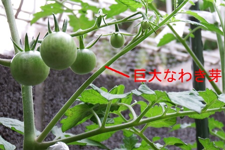 図解つき ミニトマトの摘心はどこを切る？初心者でも失敗しないやり方とコツゆうがの楽々家庭菜園