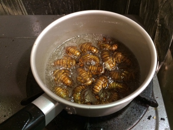 セミの羽化記事カテゴリBuNa - Bun-ichi Nature Web Magazine 文一総合出版