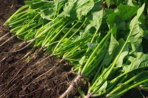 初心者向け！4月に植えるべき野菜とその育て方の基本