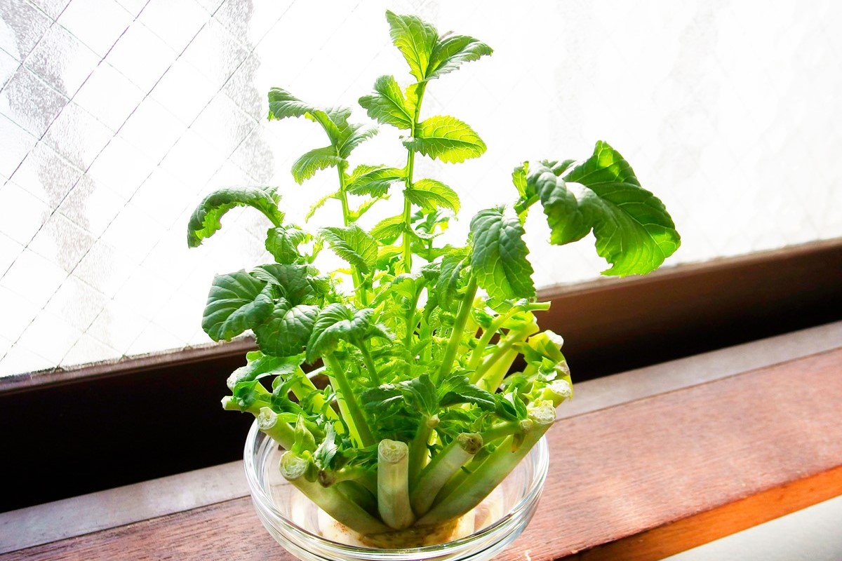 にんじんのリボベジ。ゼロ円で今すぐできる水耕栽培・再生野菜栽培まどべじ