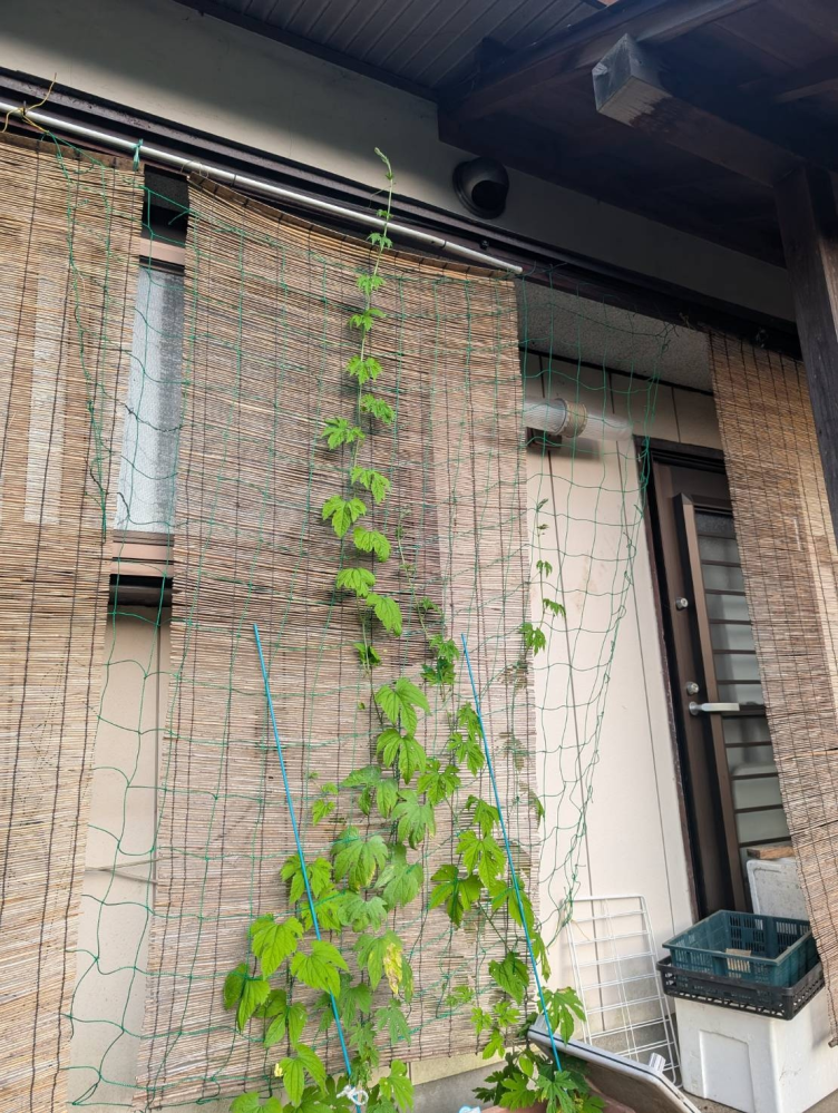 サトイモ 里芋 の育て方・子芋を種芋にして３０倍に増やす方法、芽出しは必要？コレ知らないと失敗します