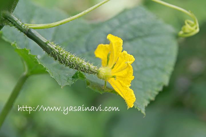 きゅうりの苗のこれ、雄花か雌花か誰かわかる人いる？ 1本しかないから、受粉させるためにどっちか知りたいんだ。よろしくね ::r vegetablegardening