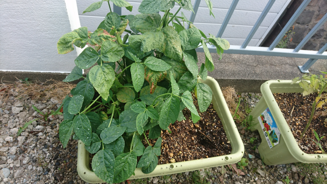 プロが教える“プランター菜園のトリセツ”～エダマメ編～インフォメーション