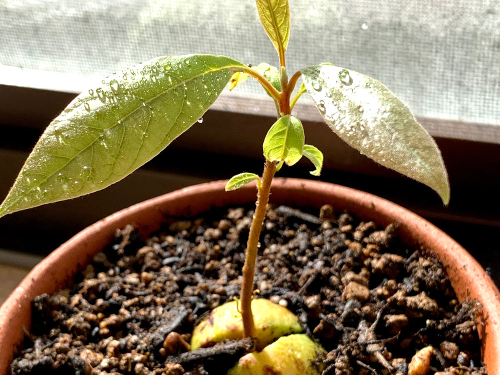 アボカド挿し木。 ・ 地上部死にましたが、発根してました！やり方を工夫したらなんとかいけますね。 ・ 枝から個体が増やせたら、凄いですね・avocadocutting挿し木アボカド