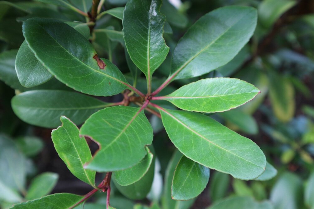 モッコクモドキ』│きんちゃんのヨタ話