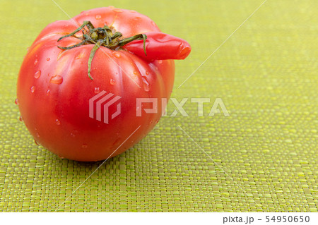 makomo おもしろ絵本「トマトのはなし」 - タコシェオンラインショップ