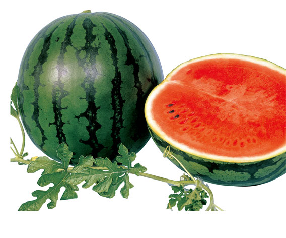 200粒 大玉スイカ種縞王大和農園 DIY・工具・ガーデン種