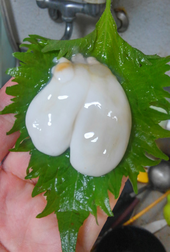 カミナリイカ 紋甲烏賊 のイカチチと卵：旬の魚介百科