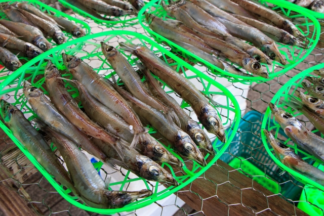 キス釣り入門決定版！ 道具・エサ・仕掛け・釣り方・ポイント をまるごと解説魚種別釣りガイド