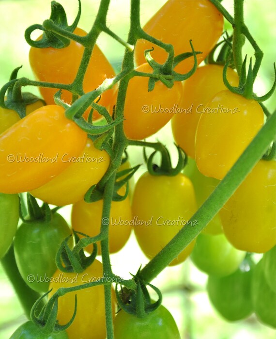 土佐まほろばトマト約1.3㎏ 送料込白木果樹園