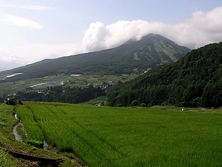 英仏語ガイドの植物観察メモ: ブタナ