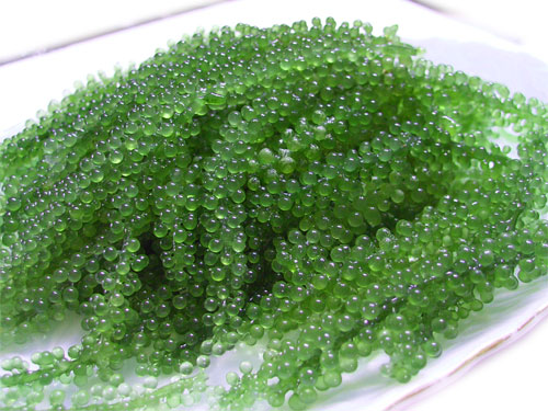 ぶどうの保存方法 長持ちさせるコツを冷蔵・冷凍別に解説 - トクバイニュース