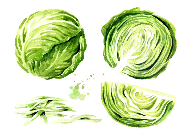 キャベツイラスト - No: 118064無料イラスト・フリー素材なら「イラストAC」
