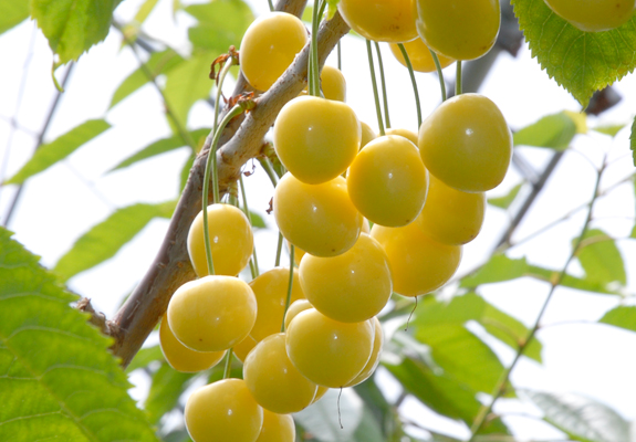 さくらんぼとアメリカンチェリーの違いは？特徴や産地などの違いを徹底解説！産直プライムブログJA連携！産地直送通販なら産直プライム