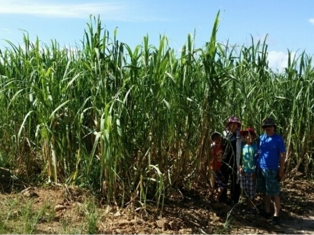 沖縄県のさとうきび農業の構造変化への展望農畜産業振興機構