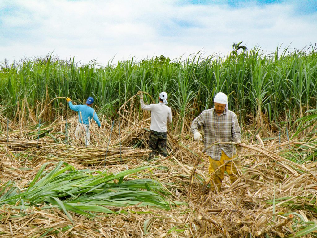サトウキビのおはなし！沖縄と黒糖の深い関係について