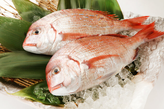 あれ？ このタイ美味しくないと思ったら鼻が2つあるか見る :へた釣り.こむ