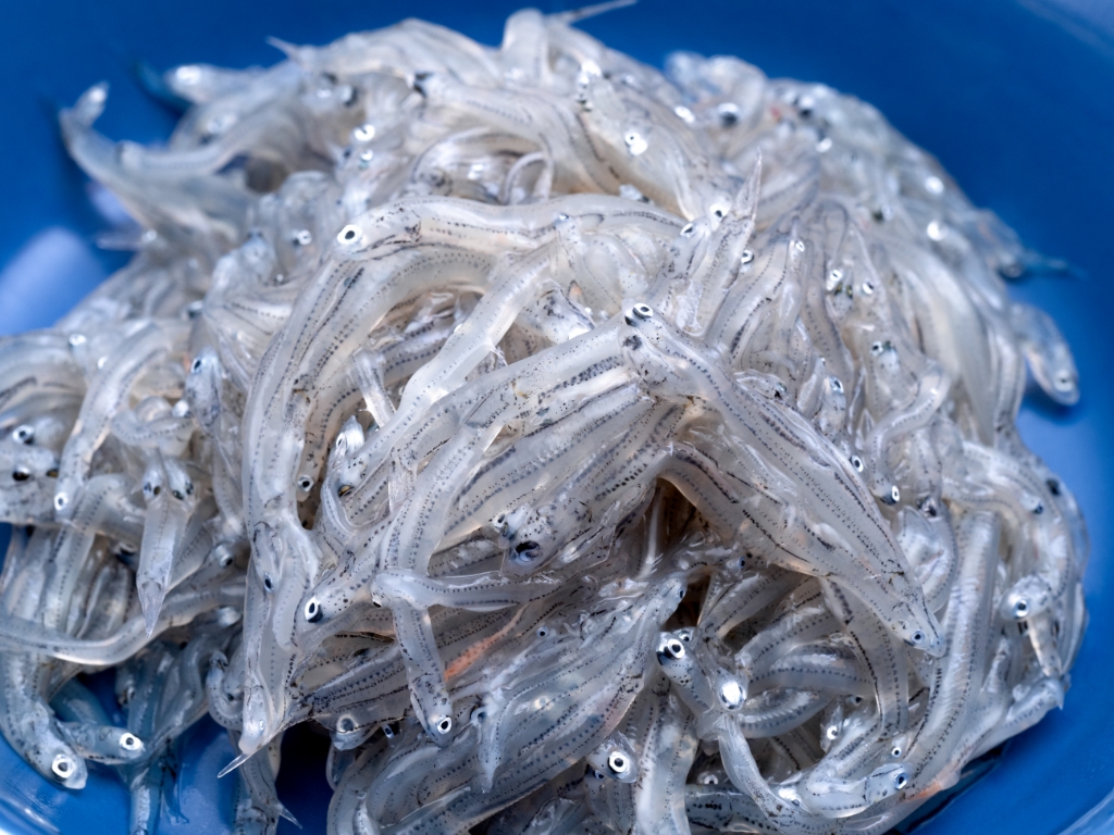 しらす干し 海産物 シラス干し いわしの稚魚 イメージ素材 の写真素材115032757- PIXTA