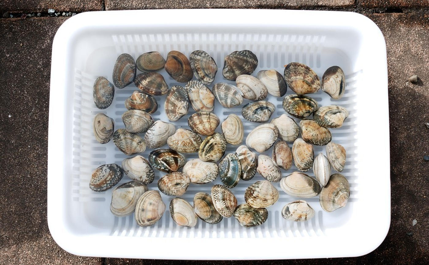 効率的なアサリの砂抜き。水を多く入れすぎないでESSEonline エッセ オンライン