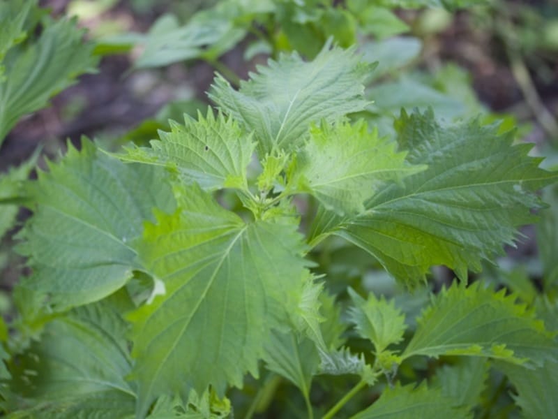 青しそが枯れました。原因は何でしょうか？ - 農業屋