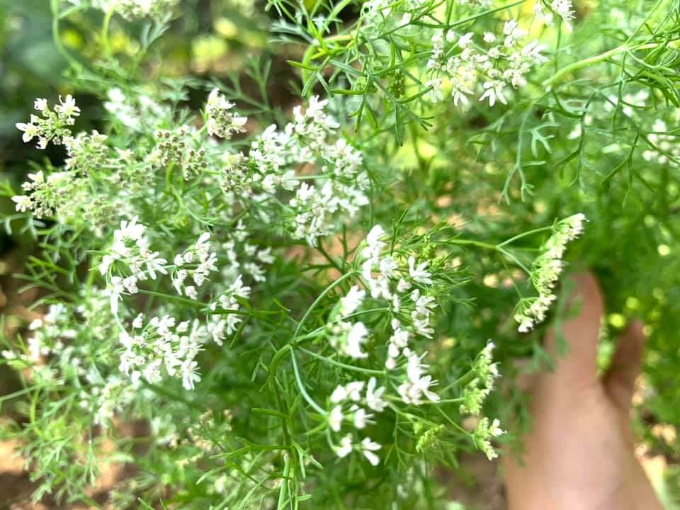 パクチーの実とタコのサラダまえむき。では無農薬・自然農法で野菜を栽培しています