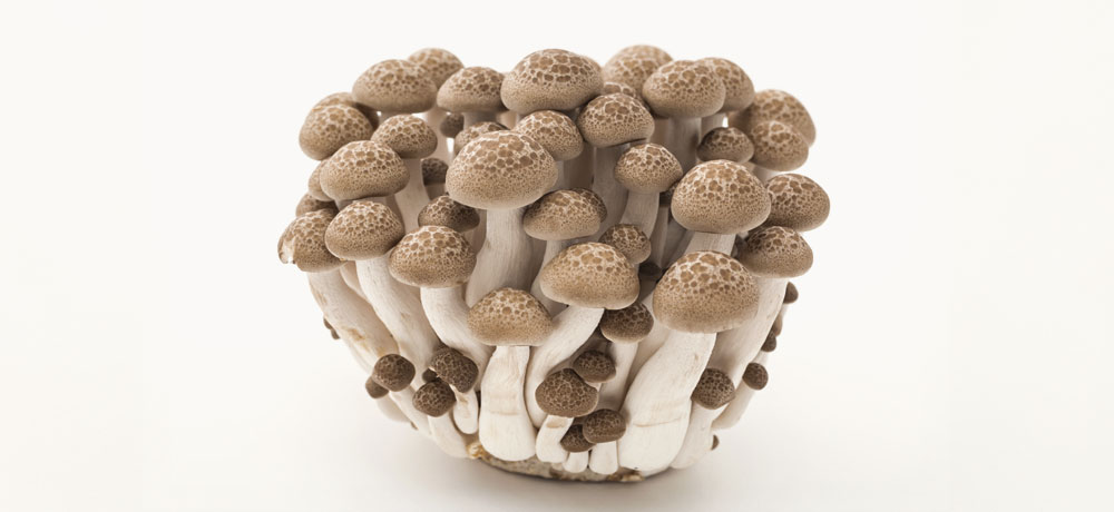 大黒本しめじ・大粒丹波しめじユキグニファクトリー株式会社キノコのチカラ、ミライのセカイ