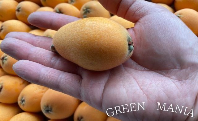 びわ 剥き方 簡単TikTok