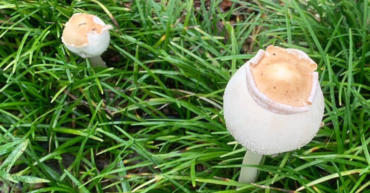 芝生・庭に生えるキノコ山崎造園 兵庫県宍粟市山崎町高所583-1