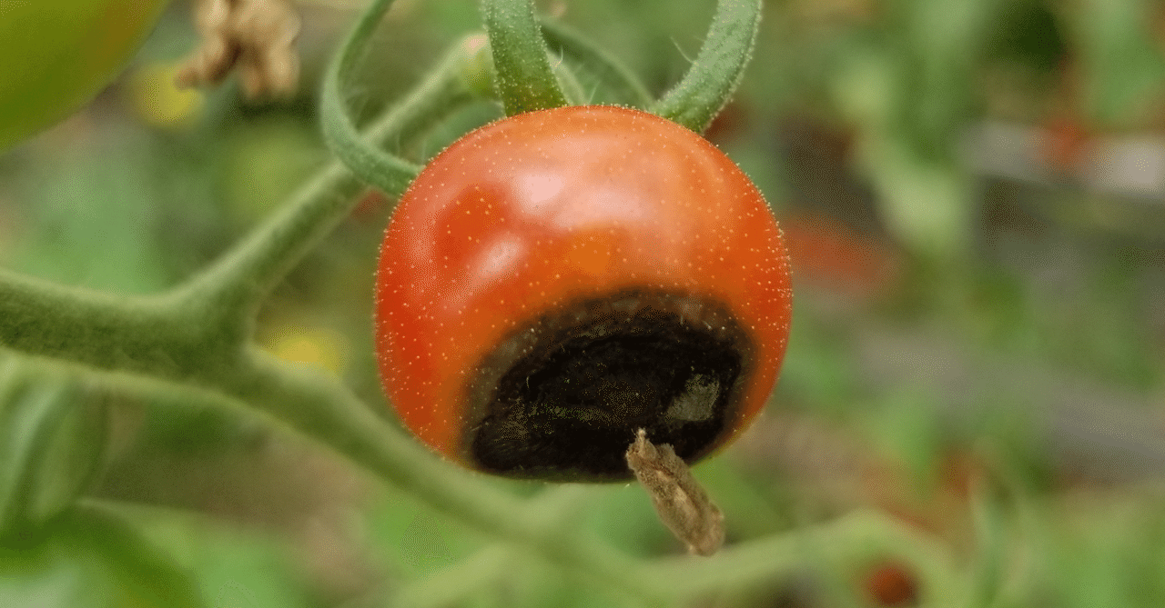 大玉トマトのヘタが腐るのは何故温泉巡り日記のブログ