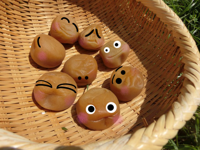 甘い梅干しの作り方とカビない方法！ 重石なし！ジップロックでできちゃう？簡単な漬け方 絵本ラボ