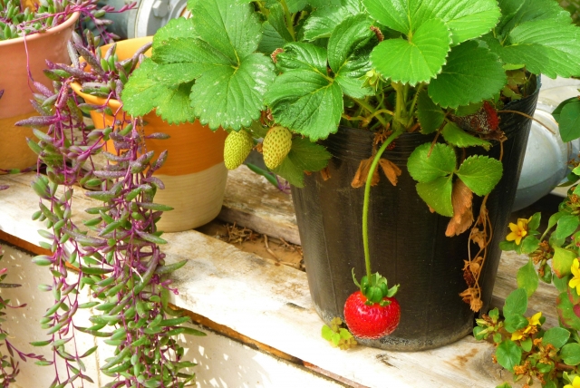 いちご 越後姫・桃薫 の苗の増やし方について - 苺の花ことばブログ