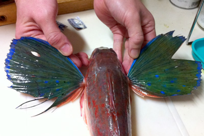 ベタの美しいヒレを守りたい