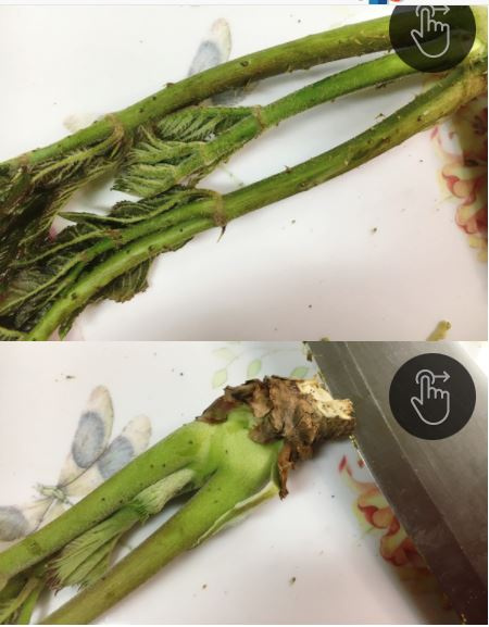 ハリギリとタラノメを秘密兵器でGETし食べ比べ東京でとって食べる生活